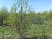 Земельный участок 14,87 соток в коттеджном поселке "Эра"